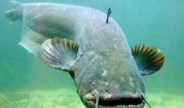 北极鲶鱼爆料视频播放下载,播放下载背后的真相